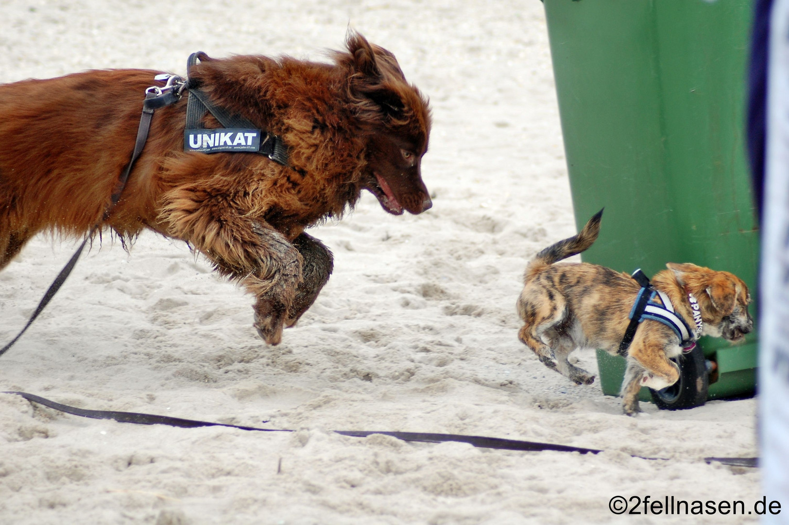 Fliegende Hunde