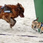 Fliegende Hunde