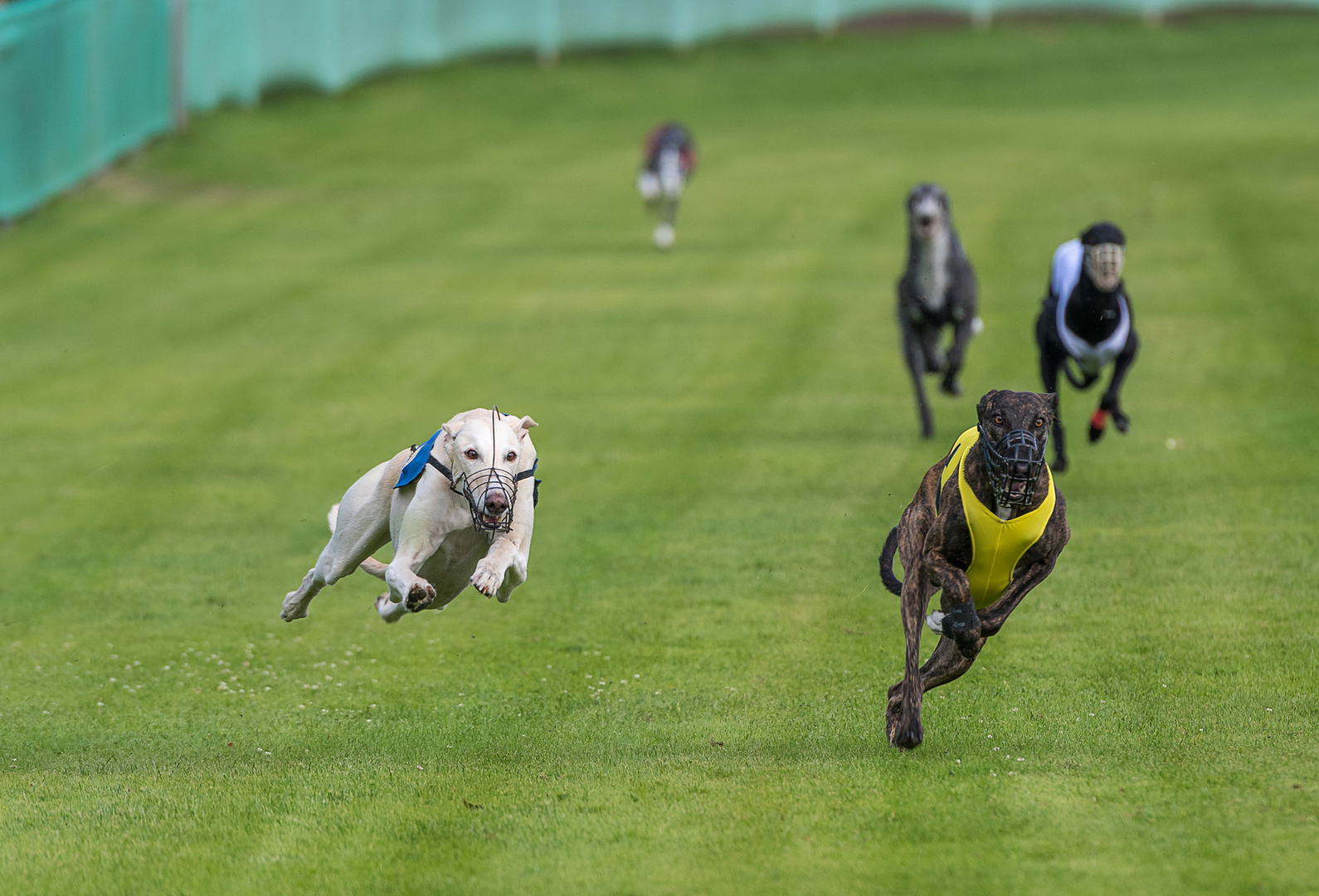 Fliegende Hunde