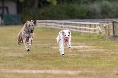 Fliegende Hunde