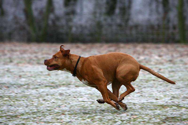 Fliegende Hunde - Jona