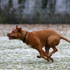 Fliegende Hunde - Jona