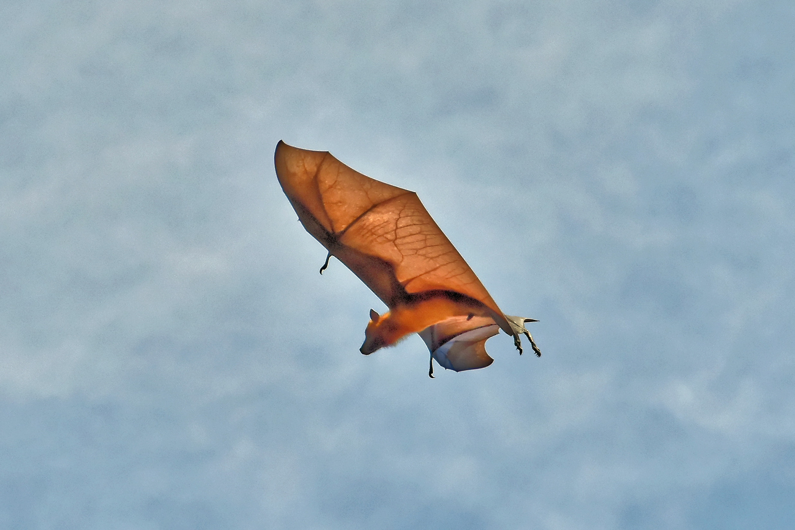 fliegende Hunde - "Landeanflug"