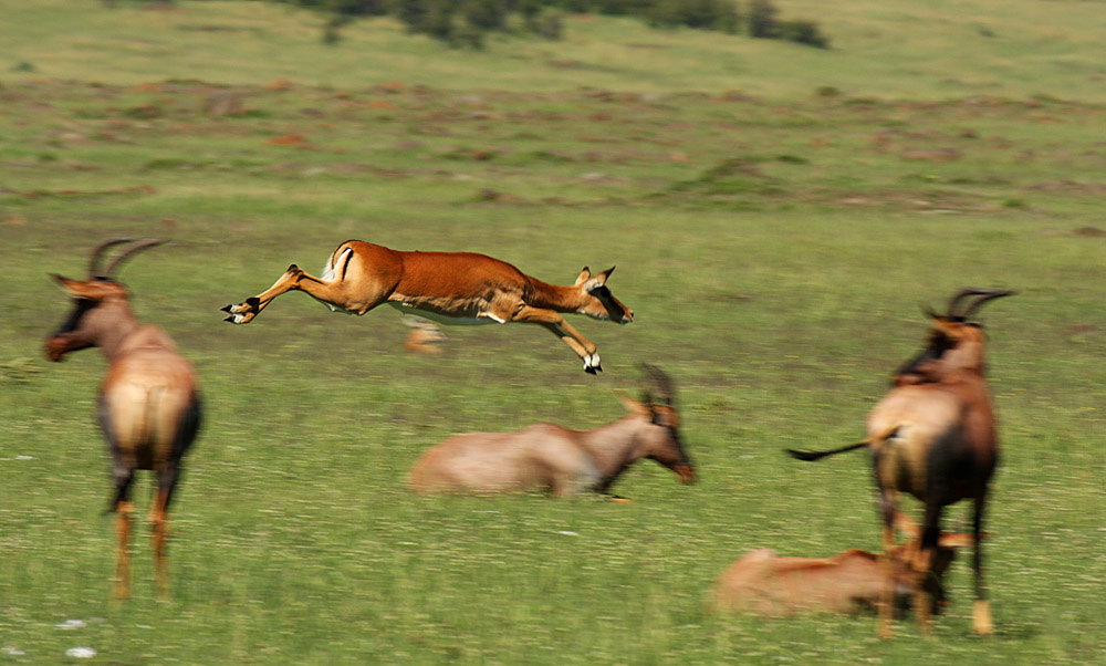 fliegende Impalas