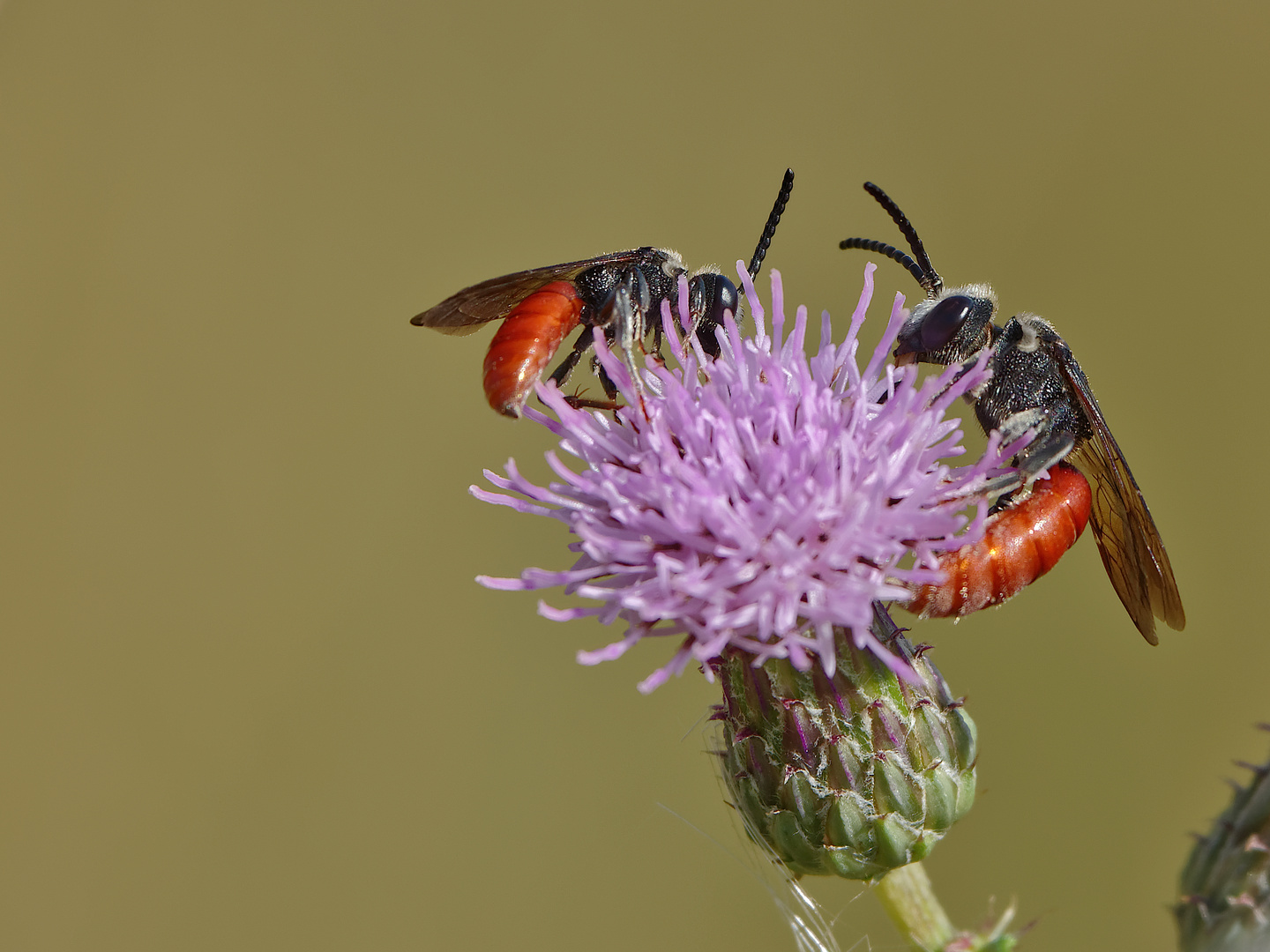 Fliegende Irokesen