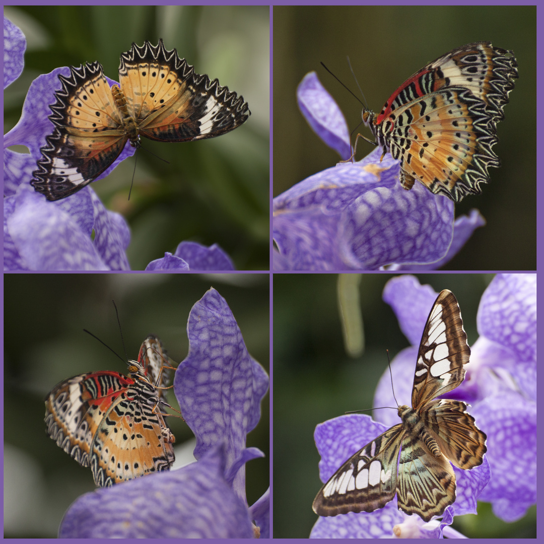 Fliegende Juwelen Auf Den Orchideen Im Botanischen Garten In Linz