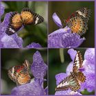 "Fliegende Juwelen" auf den Orchideen im Botanischen Garten in Linz