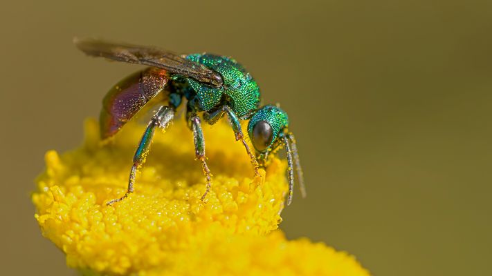 fliegende Juwelen - Bijoux volants