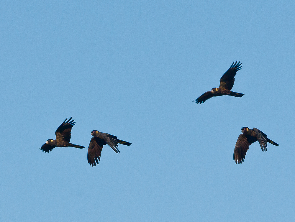 fliegende Kakadu`s