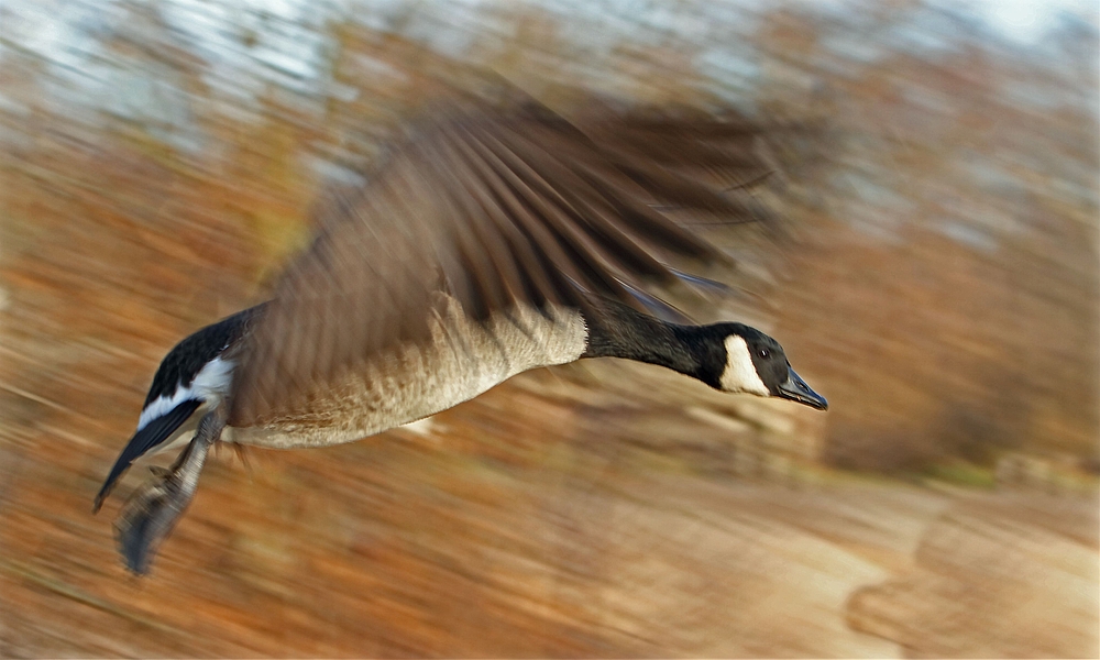 Fliegende Kanadagans