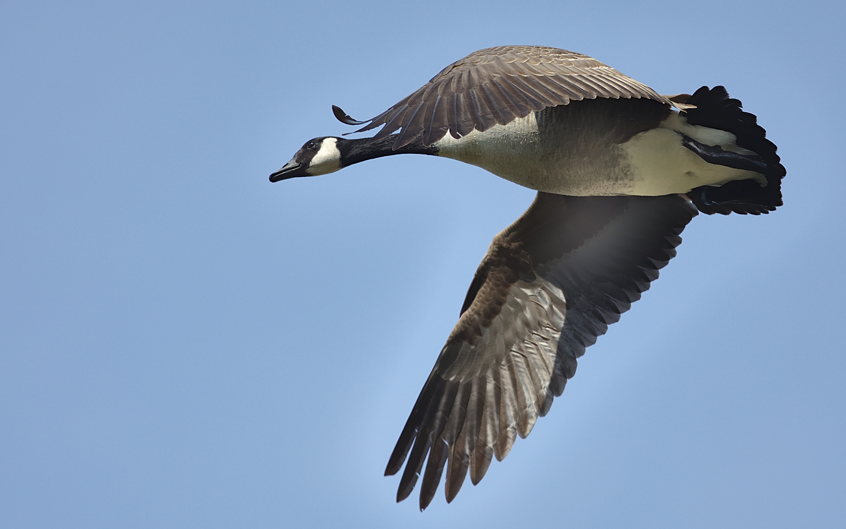 Fliegende Kanadagans