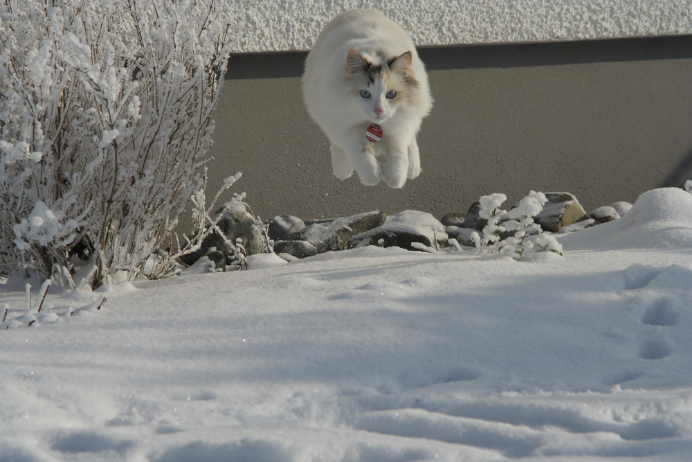 Fliegende Katze?