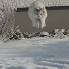 Fliegende Katze?