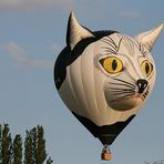 Fliegende Katze