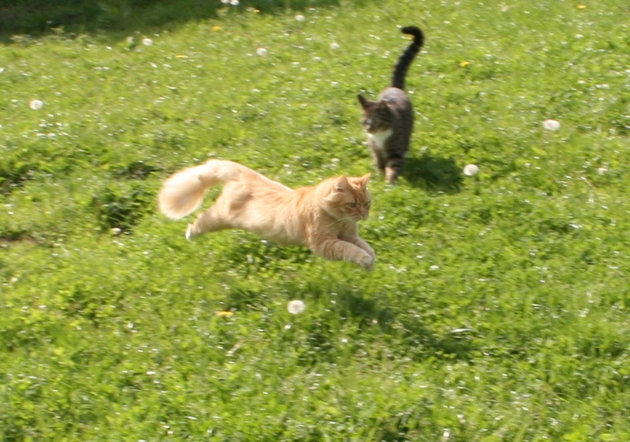 Fliegende Katze