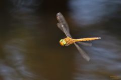 Fliegende Keilfleck-Mosaikjungfer