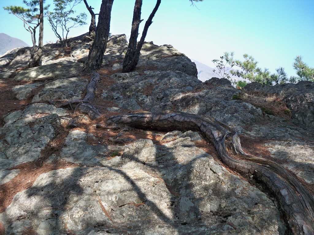 Fliegende Kiefern wie Drachen