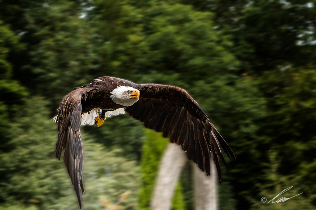 Fliegende Königin