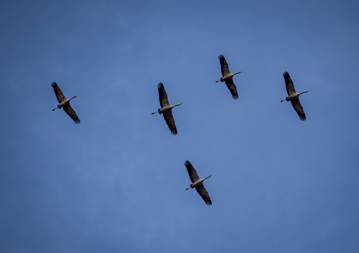 Fliegende Kraniche / Flying Cranes