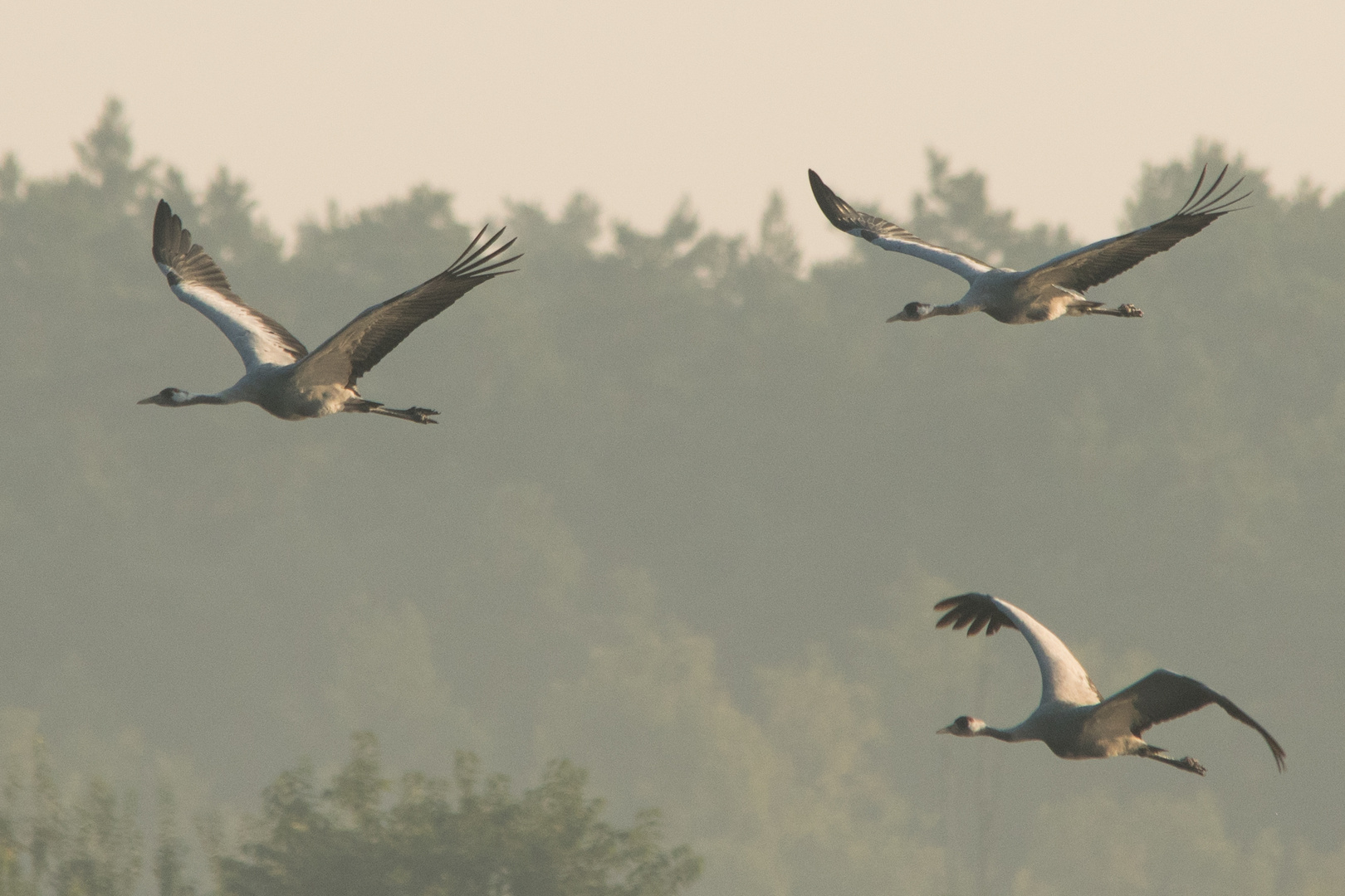 Fliegende Kraniche im Morgenlicht