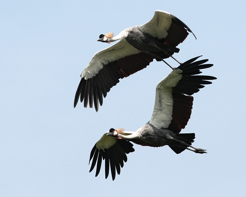 Fliegende Kronenkraniche als Duo