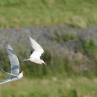 Fliegende Küstenseeschwalben