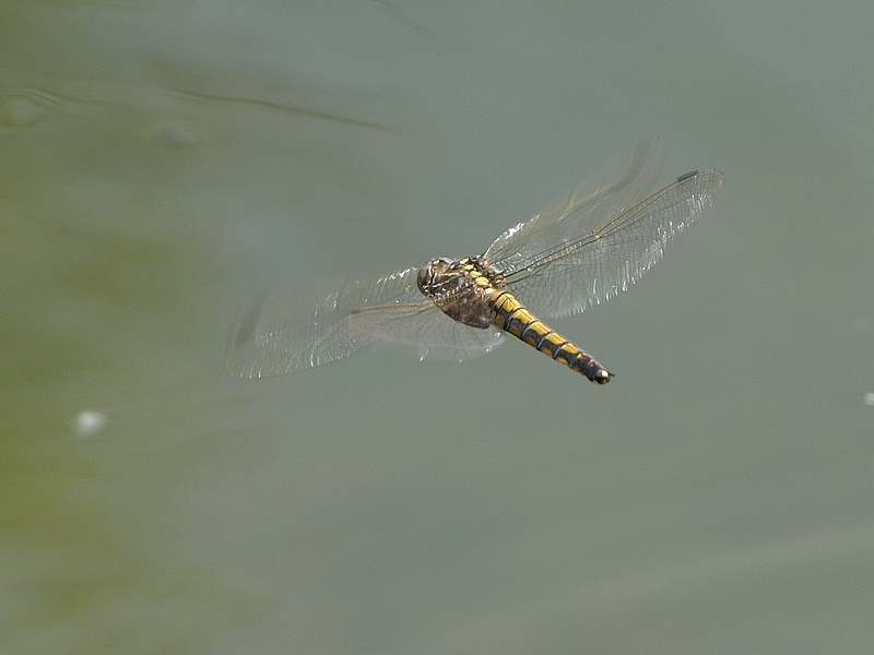 Fliegende Libelle