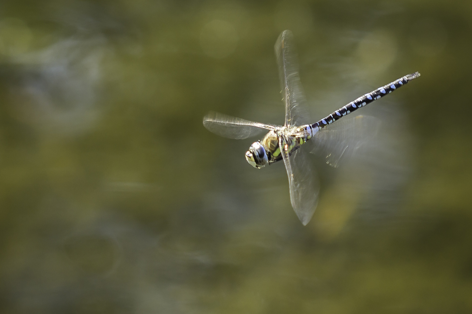 fliegende Libelle