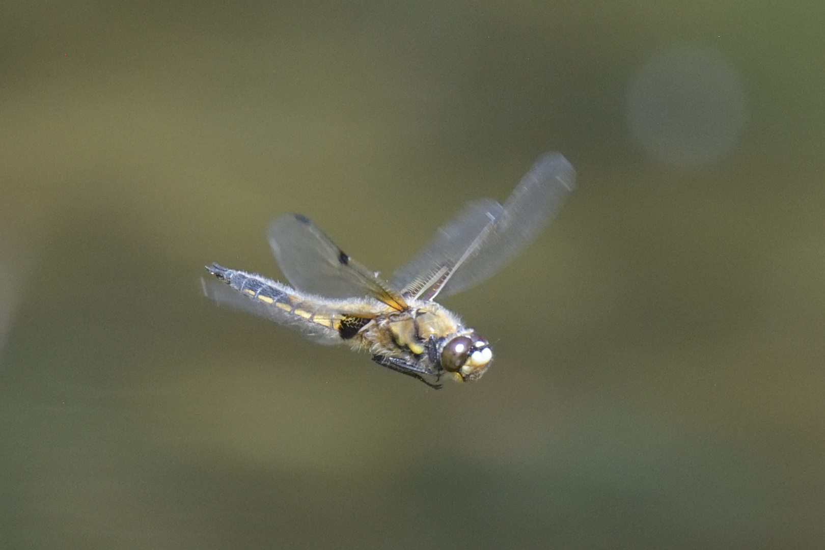 Fliegende Libelle