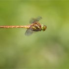 Fliegende Libelle