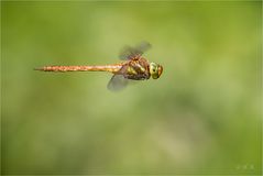 Fliegende Libelle