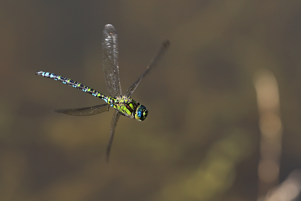 Fliegende Libelle