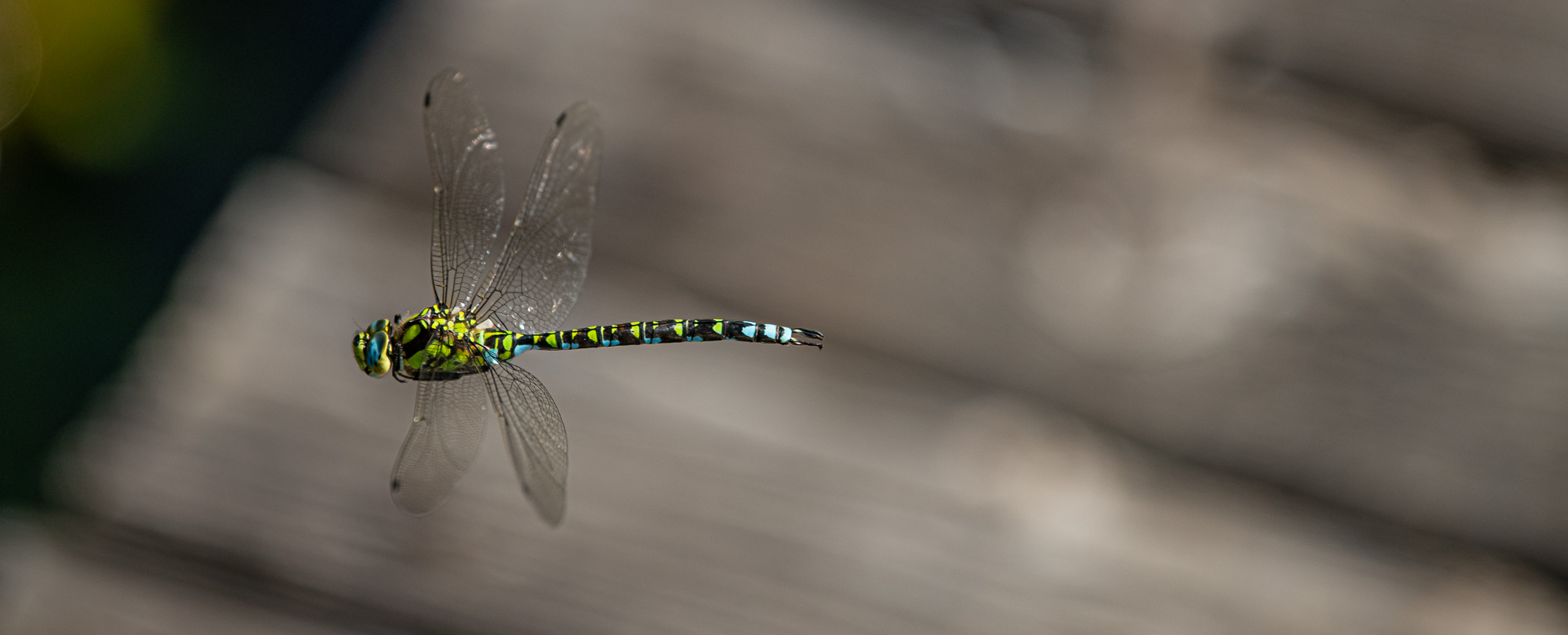 Fliegende Libelle