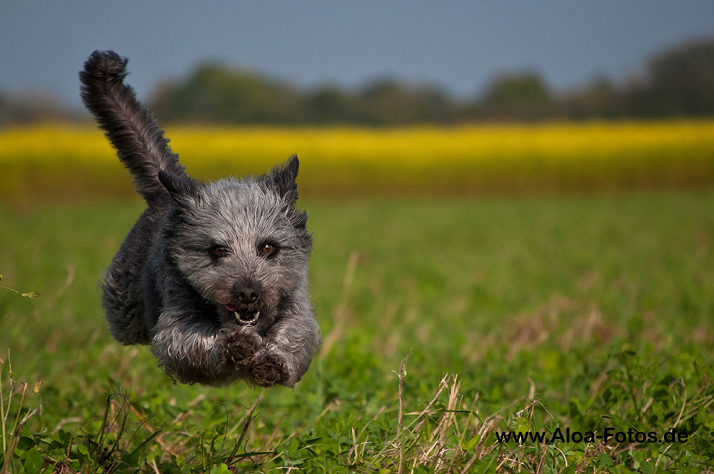 fliegende Maggie