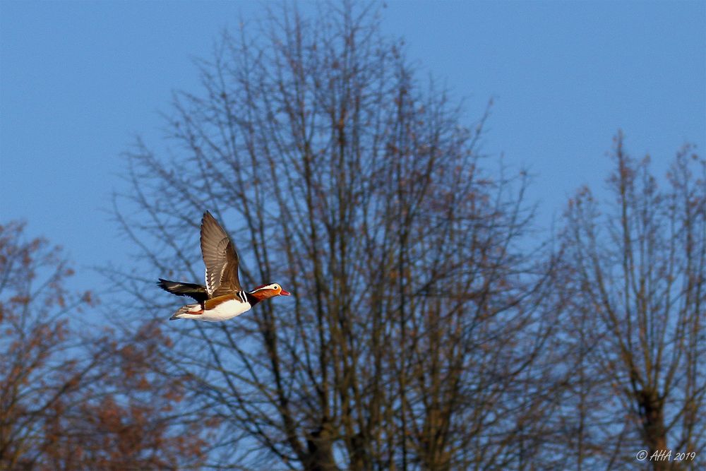 Fliegende Mandarine