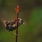 Fliegende Maus...