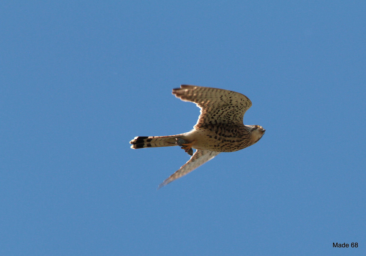 fliegende maus