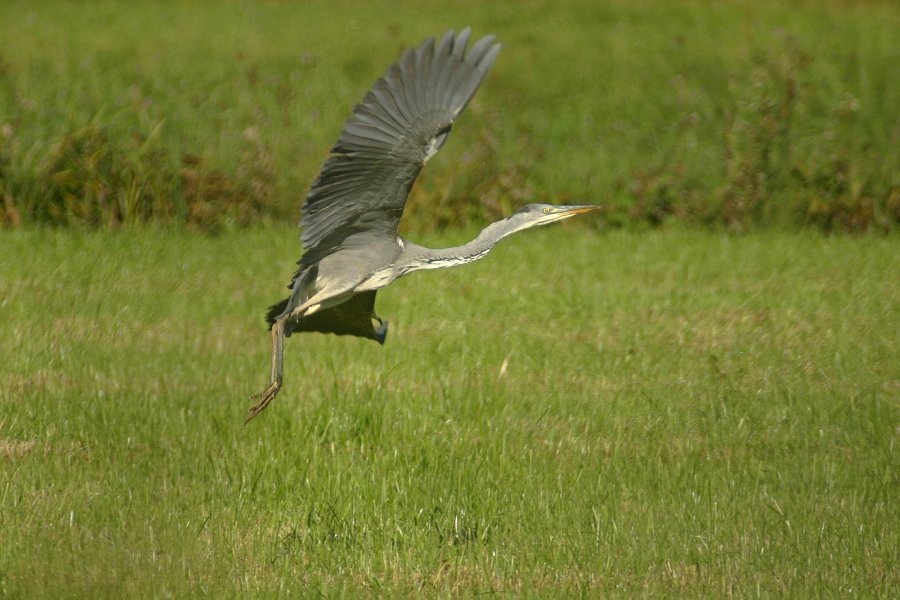 Fliegende Maus (in Bauch von Graureiher)