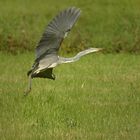 Fliegende Maus (in Bauch von Graureiher)