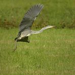 Fliegende Maus (in Bauch von Graureiher)