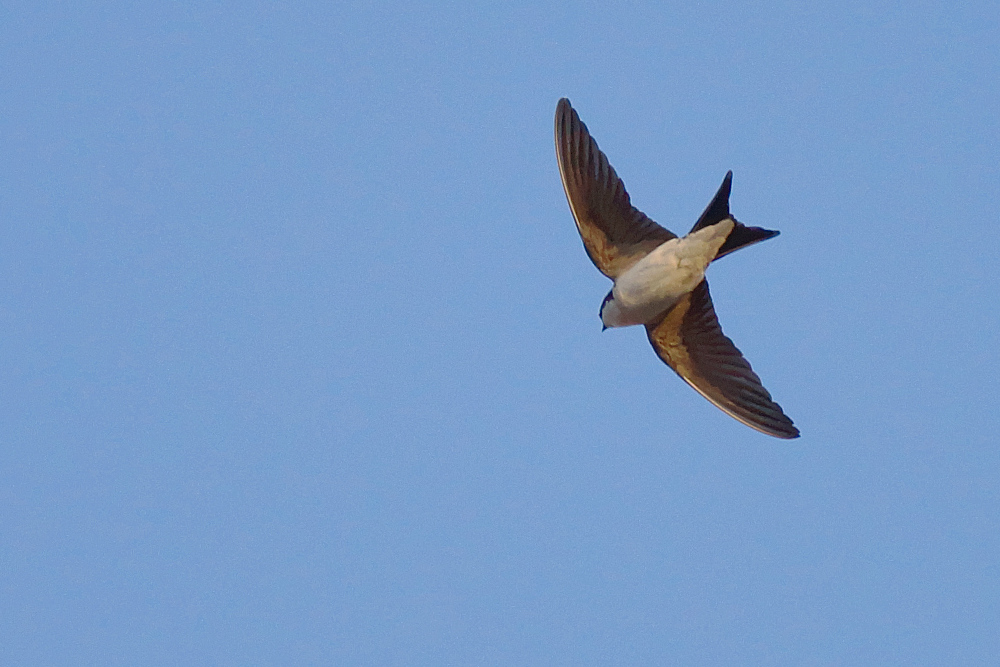 Fliegende Mehlschwalbe im Abendlicht