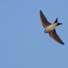 Fliegende Mehlschwalbe im Abendlicht