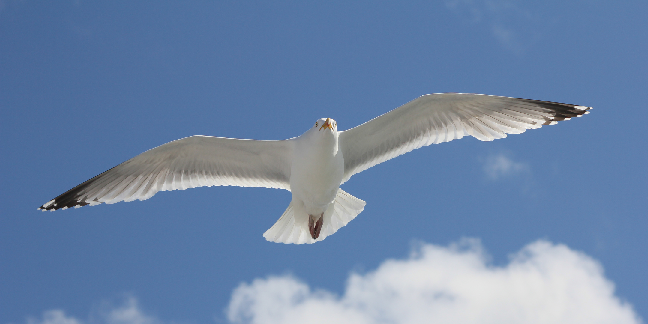 Fliegende Möwe