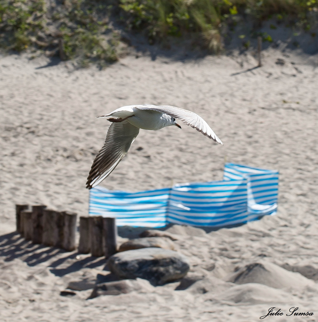 fliegende Möwe