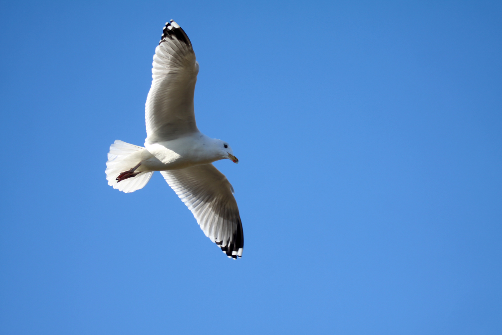 Fliegende Möwe