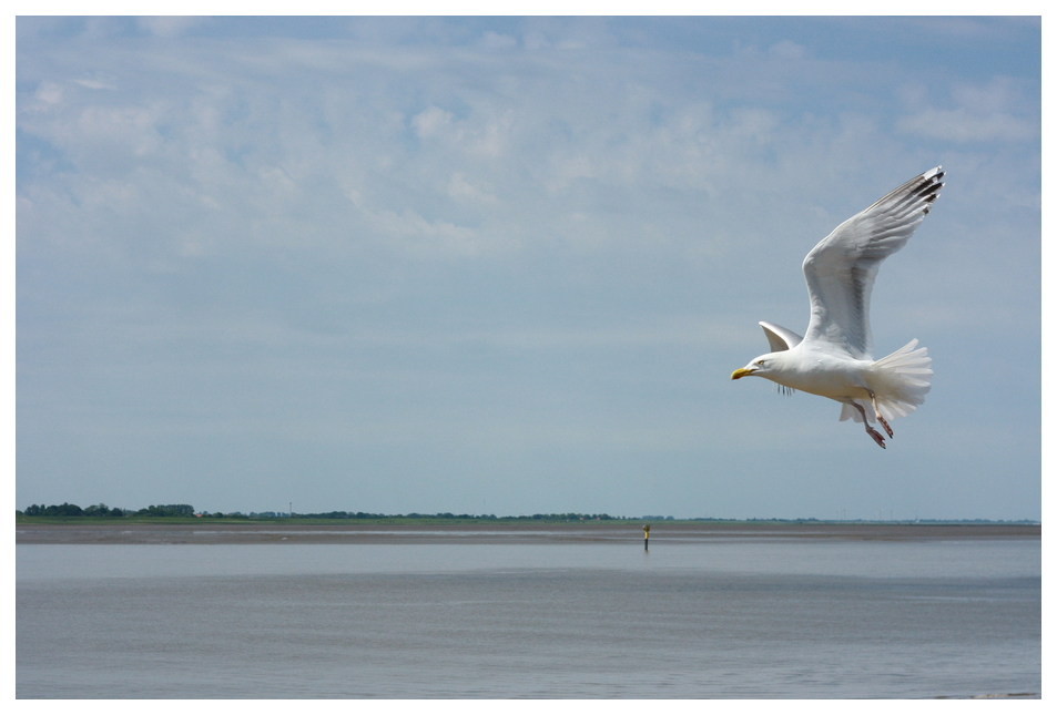 Fliegende Möwe