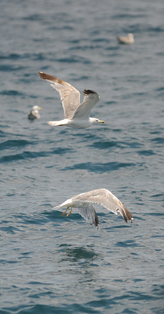 Fliegende Möwe