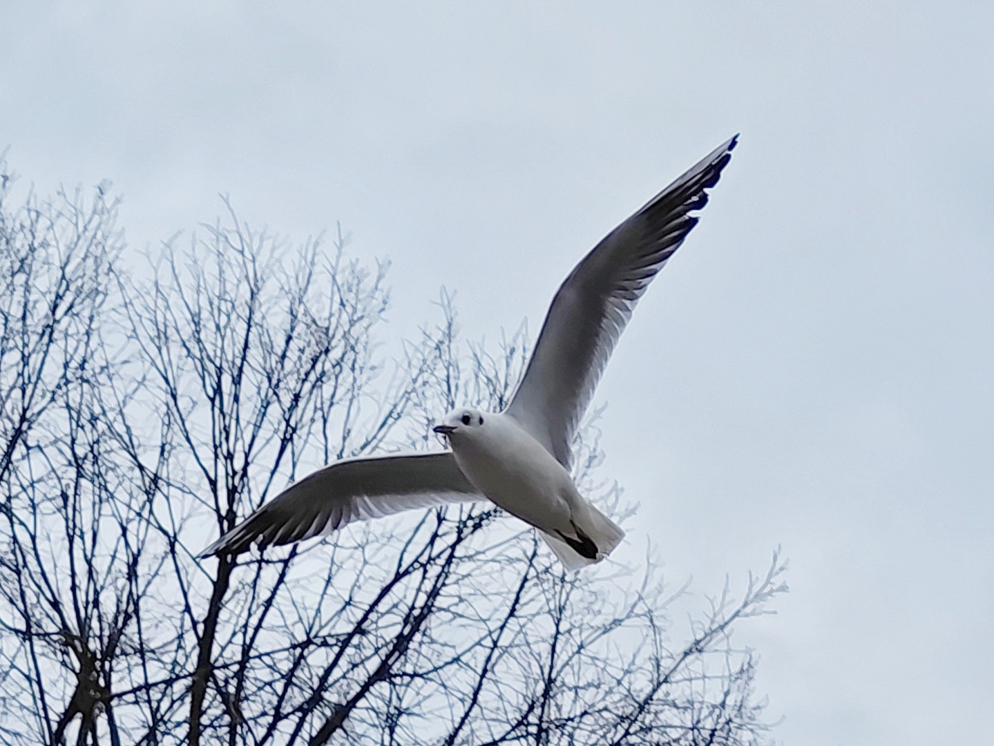 Fliegende Möwe 