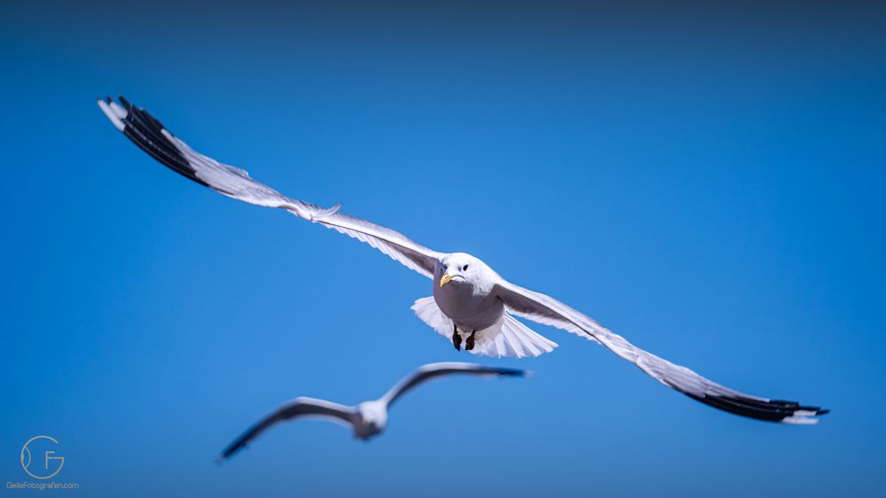 Fliegende Möwe