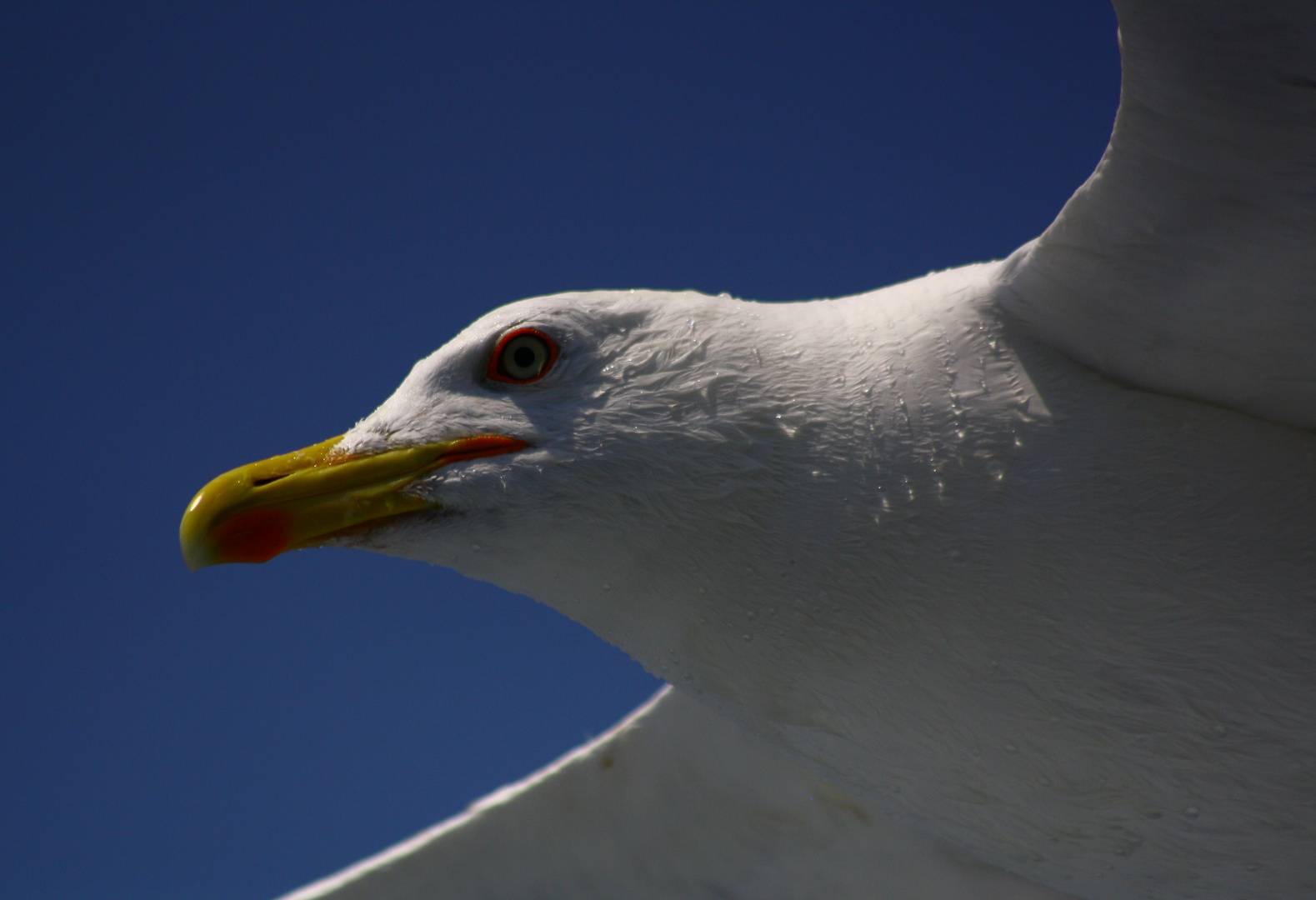 Fliegende Möwe im Profil